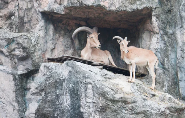 Cabra de montaña marrón — Foto de Stock