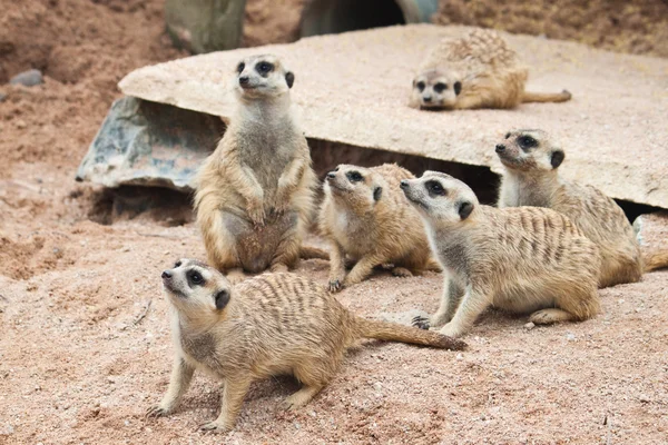 Meerkat. — Fotografia de Stock