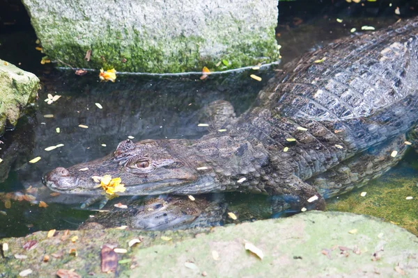 凯门鳄鳄鱼在水中的交配 — 图库照片