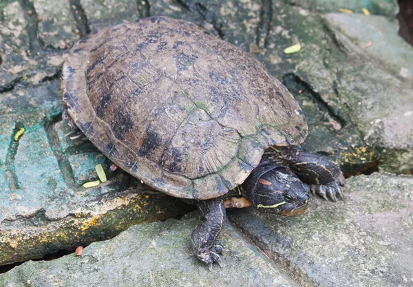 Червоний вуха черепахи — стокове фото