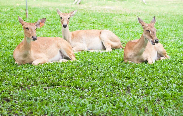 Beautiful deer reclining on green grass — Stock Photo, Image