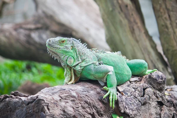 Ahşap üzerine yeşil iguana — Stok fotoğraf