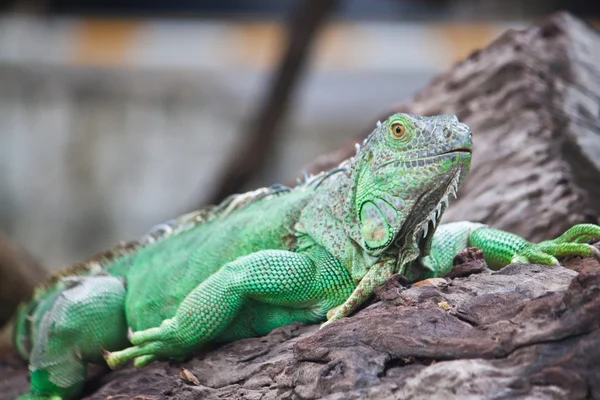 Ahşap üzerine yeşil iguana — Stok fotoğraf