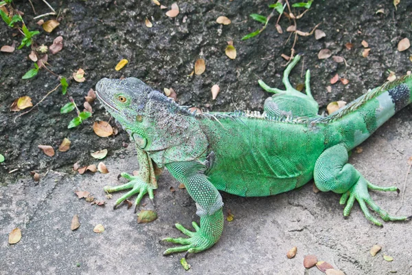 Grüner Leguan auf dem Boden — Stockfoto