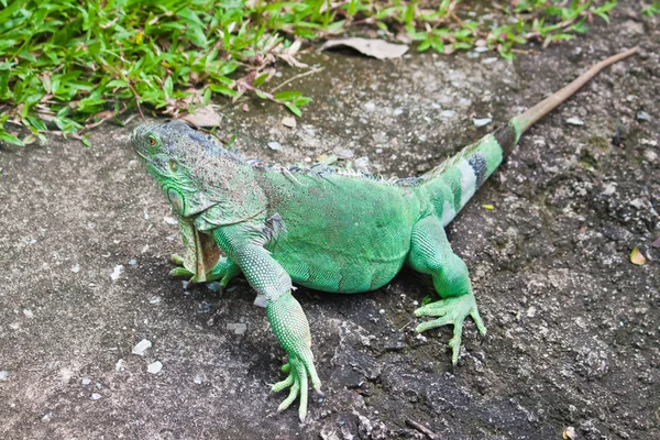 Groene leguaan op grond — Stockfoto