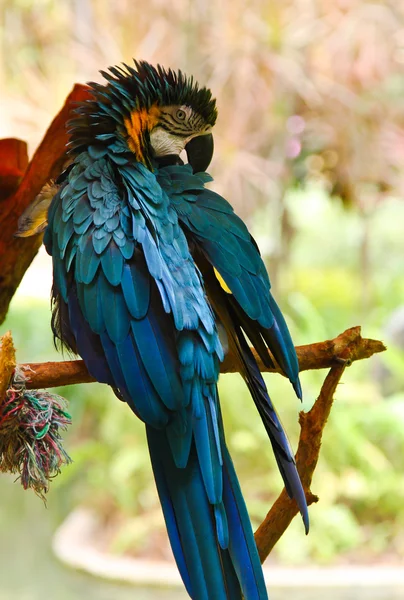 Modrý papoušek — Stock fotografie