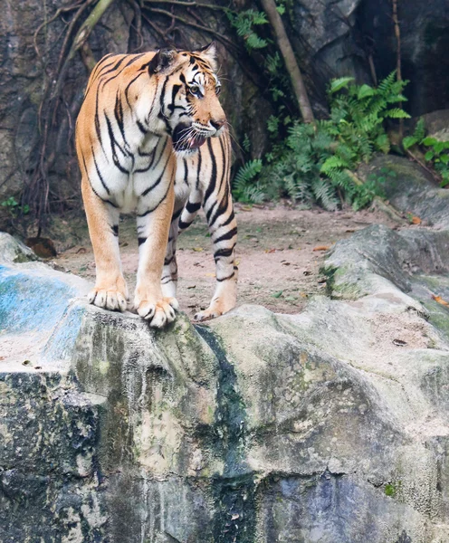 Sumatran tiger — Stock Photo, Image