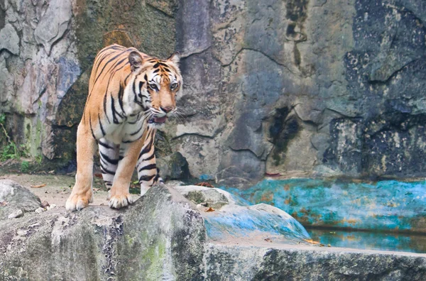 Sumatran tiger — Stock Photo, Image