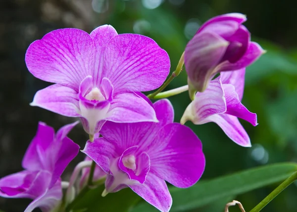 Beautiful purple orchid on green leaf background. — Stock Photo, Image