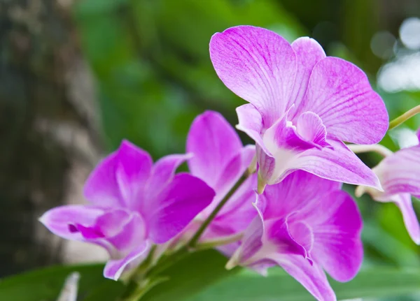 美丽的紫色兰花，绿叶背景上. — 图库照片