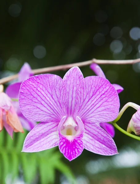Hermosa orquídea púrpura sobre fondo de hoja verde . —  Fotos de Stock