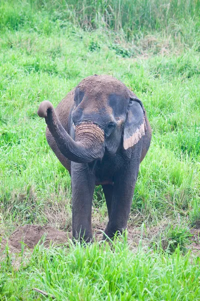 在野外，泰国大象 — 图库照片