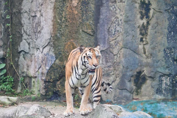 Суматранский тигр — стоковое фото