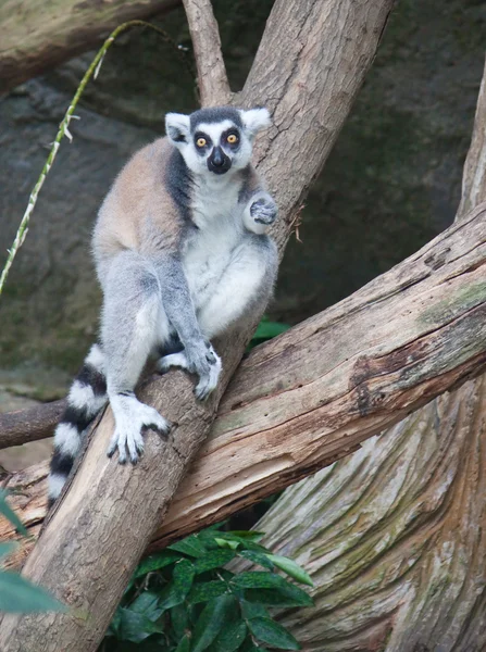 Krásné lemur — Stock fotografie