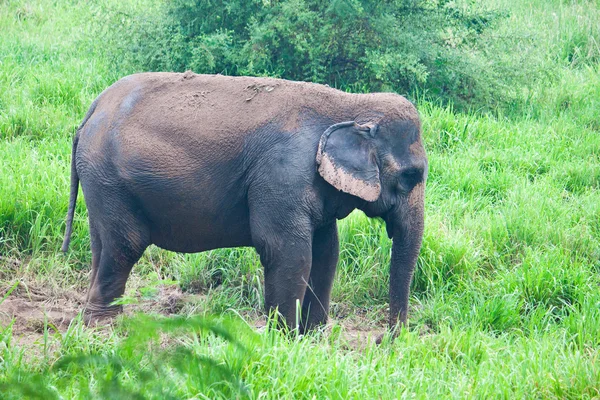 Elephant in the wild,Thailand — Stock Photo, Image