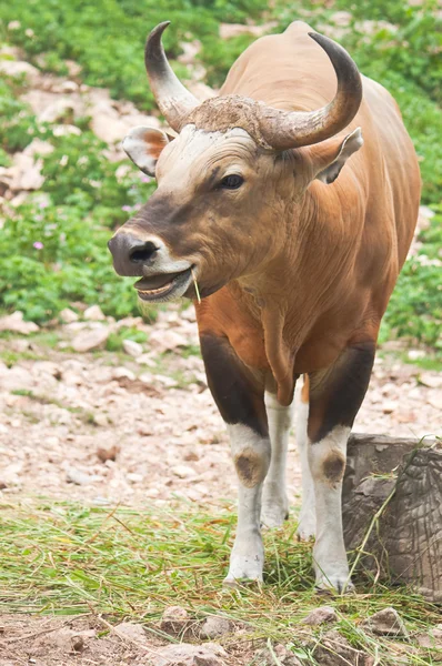 Ganado silvestre — Foto de Stock