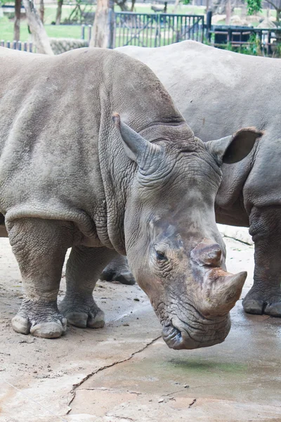 Rhino — Photo