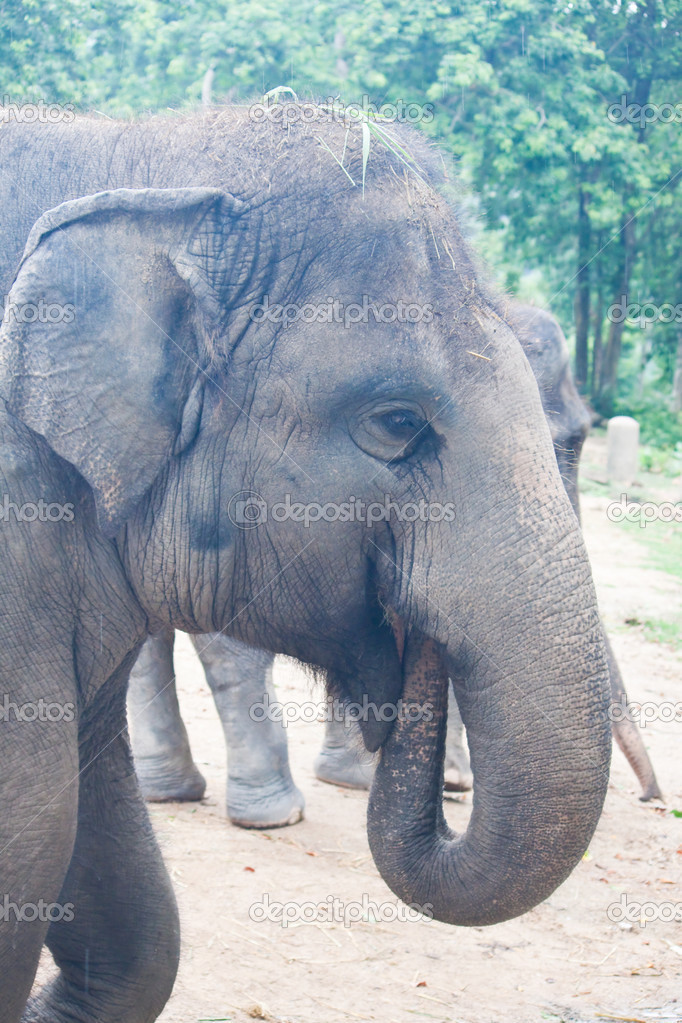 Thai Elephants close up