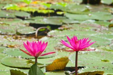 pembe nilüfer ile arka plan olarak suyun üzerinde yapraklar.