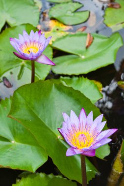 iki mor su lilly yaprakları su zemin üzerine.