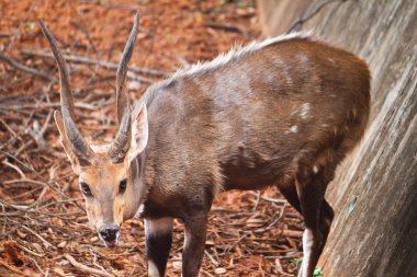 muhteşem erkek nyala yakın çekim