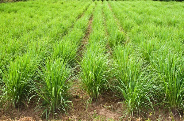 Zitronengras-Pflanze, nordöstlich von Thailand. — Stockfoto