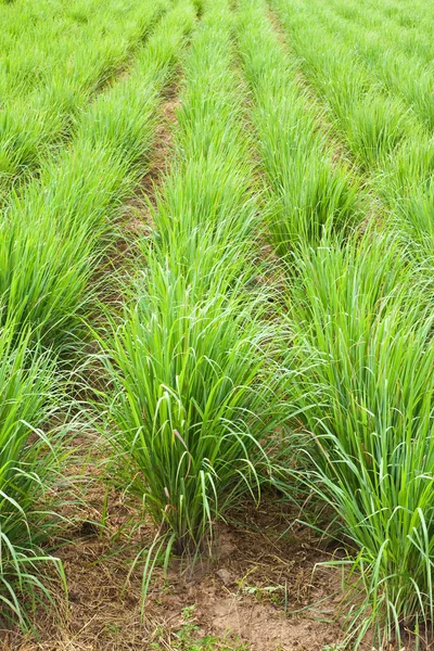 Lemon grass plant, noordoosten van thailand. — Stockfoto