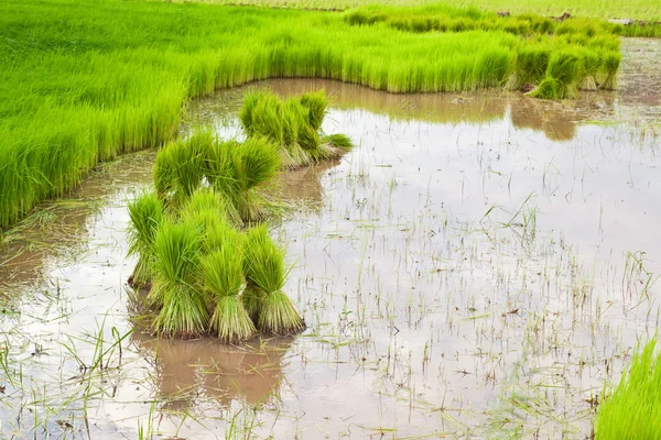 Arroz con cáscara en el campo —  Fotos de Stock