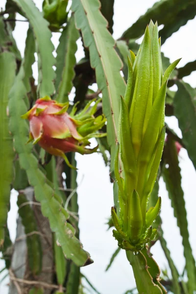 Drachenfruchtknospe und Früchte am Baum — Stockfoto