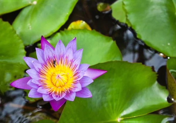 Purple water lilly on water background with leaves. — Stock Photo, Image