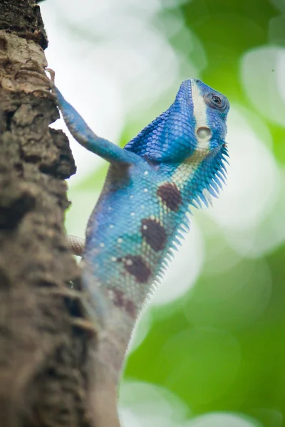 Primer plano de la iguana azul, Tailandia . — Foto de Stock