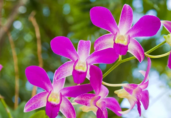 Beautiful purple orchid — Stock Photo, Image