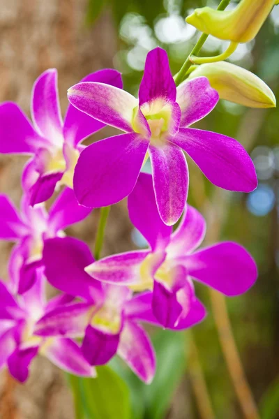 Beautiful purple orchid — Stock Photo, Image