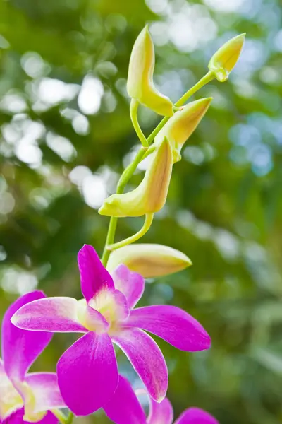 Orquídea roxa bonita — Fotografia de Stock