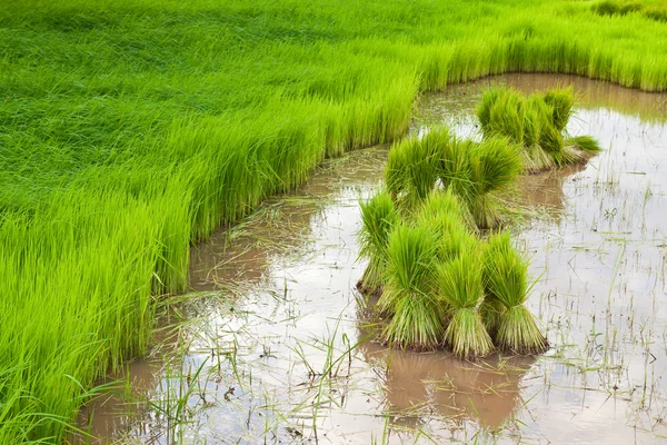 Paddy rice in field — Stock Photo, Image