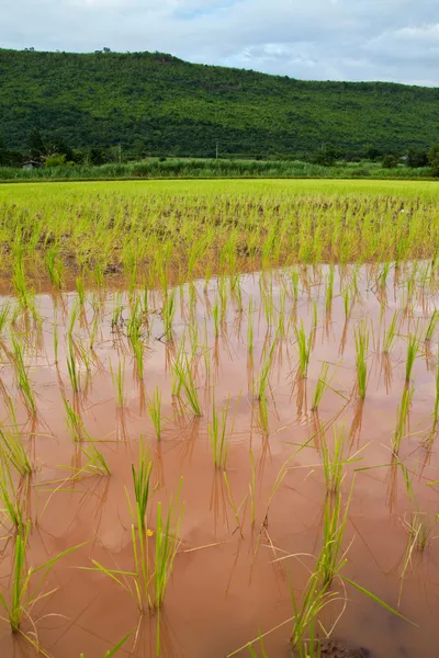 Paddy e as mudas de arroz em frente ao fundo da montanha — Fotografia de Stock