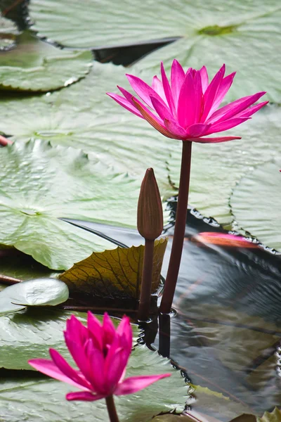 Rosa Seerose mit Blättern als Hintergrund über dem Wasser — Stockfoto