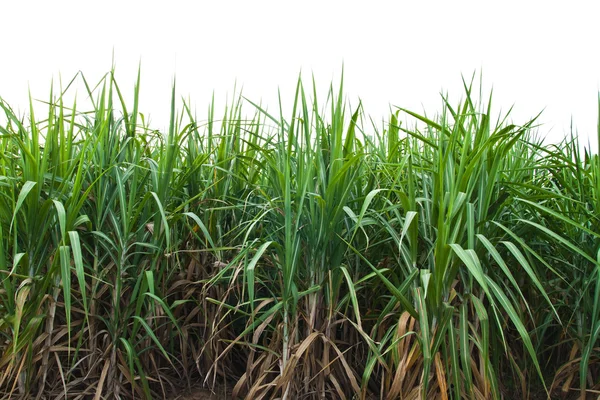 Sugar cane isolate on white background. — Stock Photo, Image