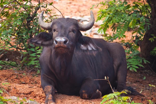 Afryki baffalo z bliska — Zdjęcie stockowe