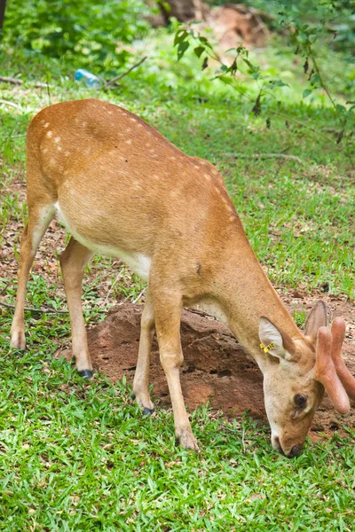 Young fallow deer close up — Stock Photo, Image