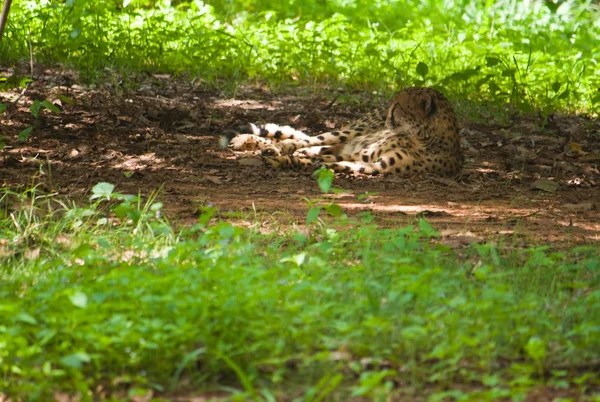 Cheetah reclinado — Fotografia de Stock