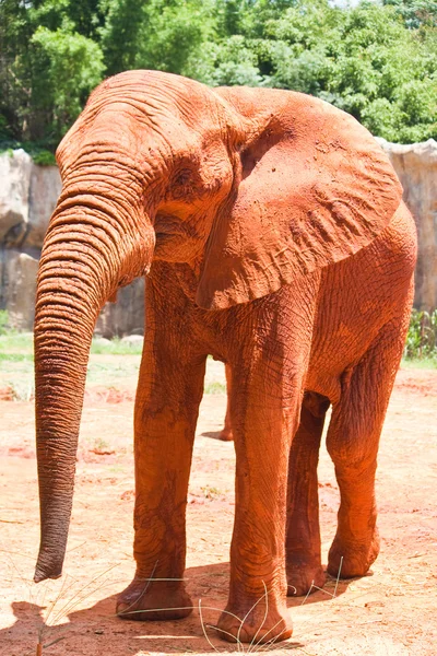 Elefante africano — Foto Stock