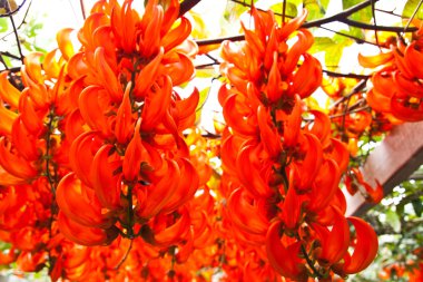 newguinea sarmaşık, tropikal çiçek, Tayland.