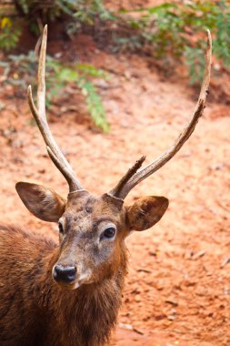 Yaban geyiği yaklaş