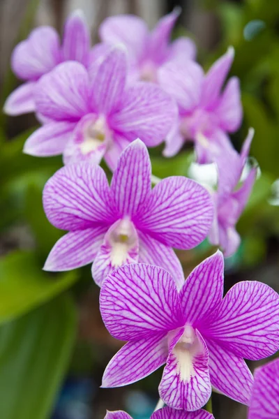Vackra lila orkidé på grönt blad bakgrund. — Stockfoto