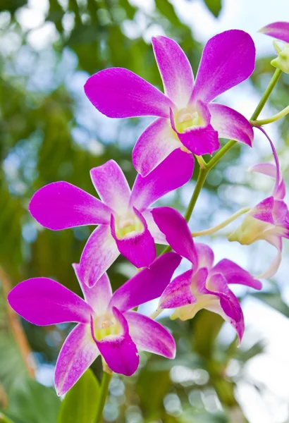 Красиві орхідеї фіолетовий — стокове фото