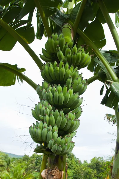 Grüne Bananen auf einem Baum, Thailand. — Stockfoto