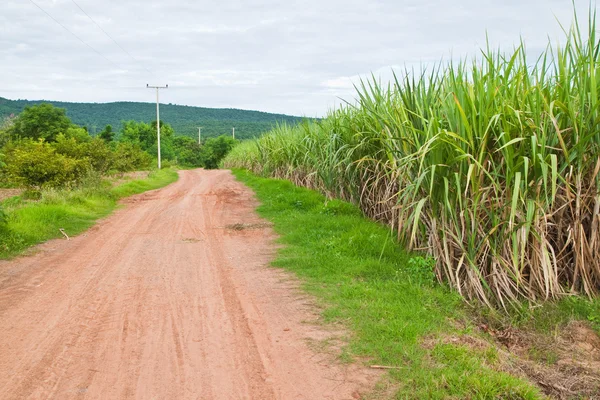 Strada di campagna e pianta di canna da zucchero — Foto Stock