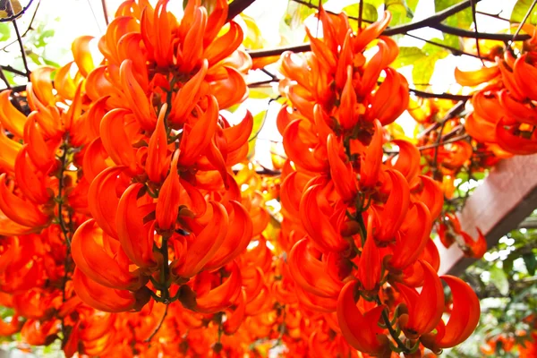 Newguinea Creeper,Tropical Flower,Thailand. — Stock Photo, Image