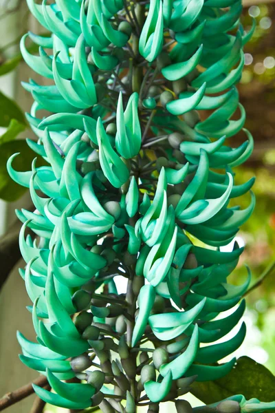 Smaragd Schlingpflanze, tropische Blume, Thailand — Stockfoto